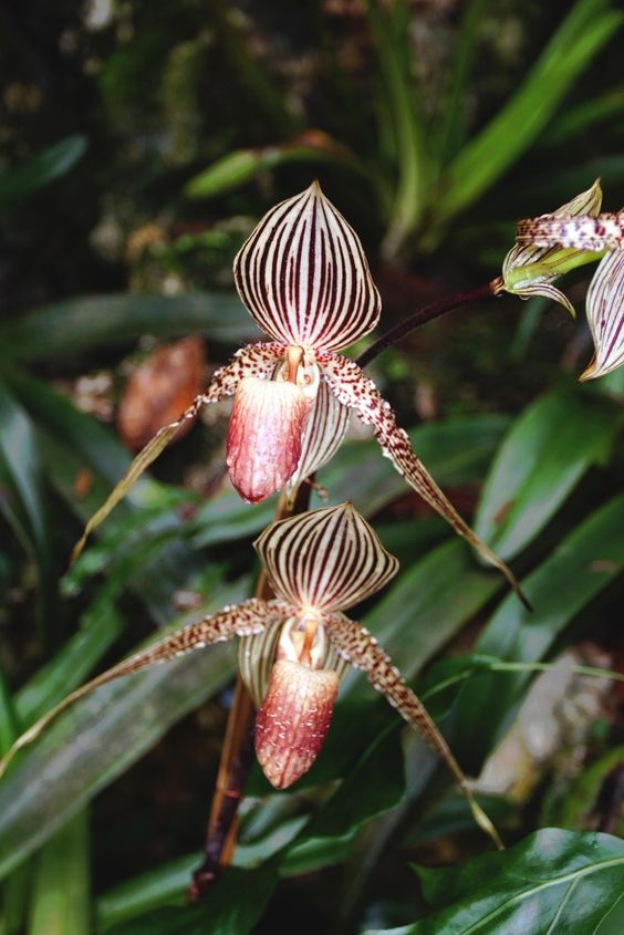 Gold of Kinabalu Orchid