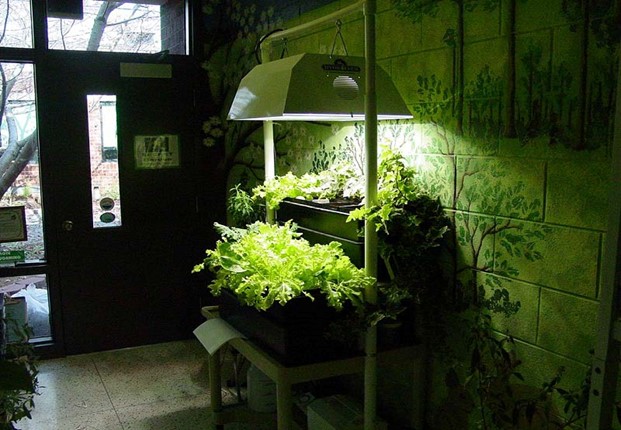 How Grow Lights Can Be Effective