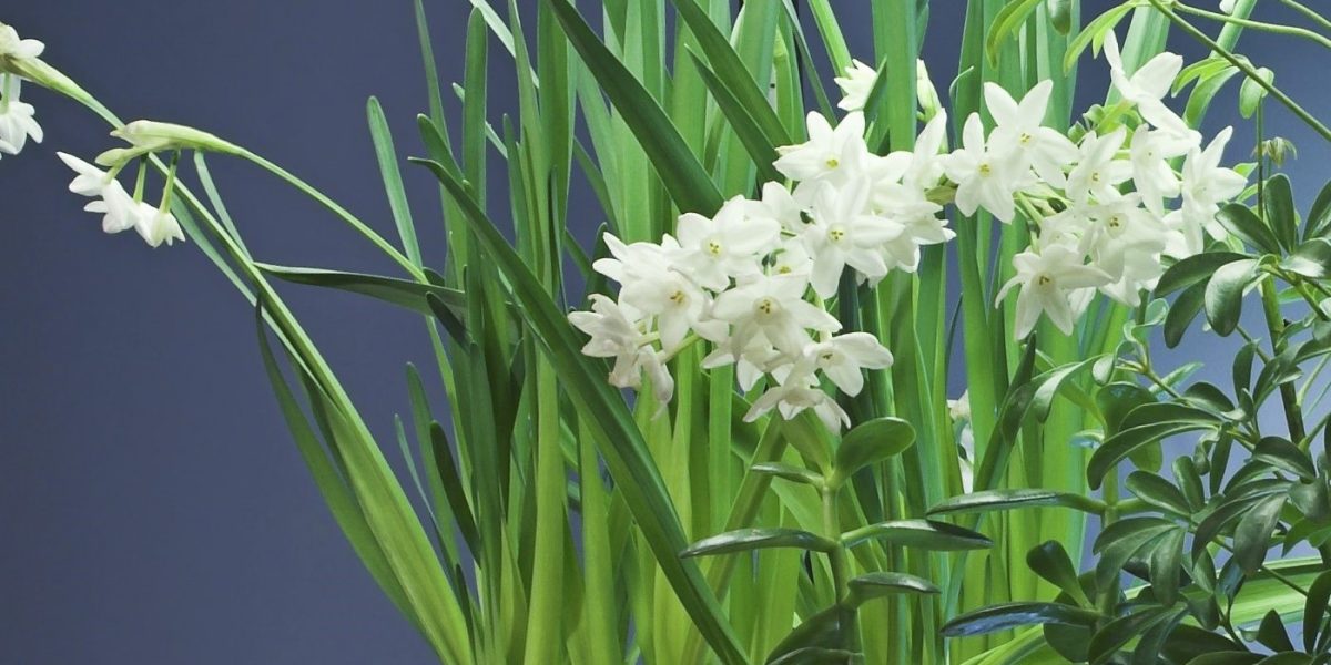 How Many T8 Grow Lights Per Foot? Organize With Sandy