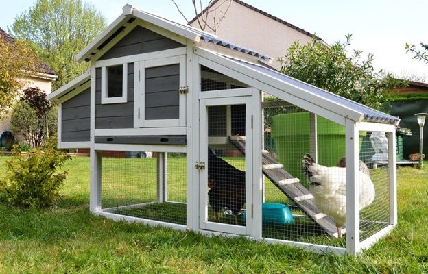 How Much Do Chicken Coop Cost