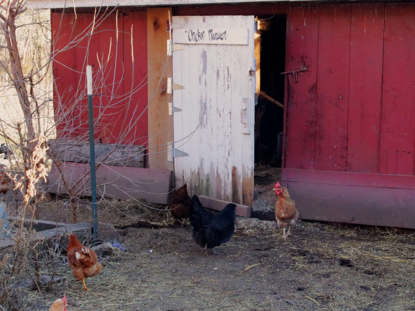 How to Whitewash Your Barn and Chicken Coop Quick Guide Organize