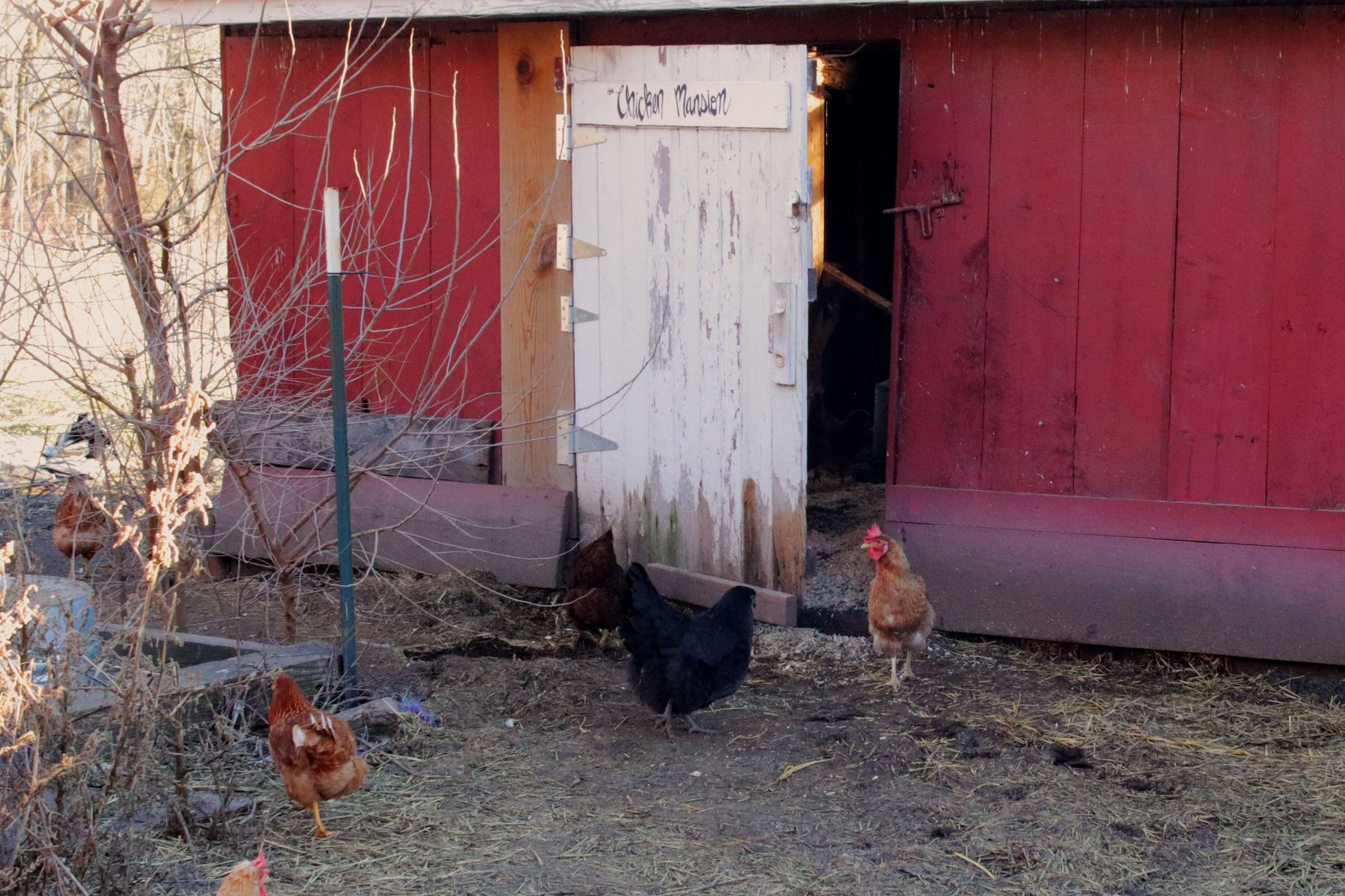 How Often Should You Move a Chicken Coop? Organize With Sandy