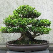 How To Prune Sequoia Bonsai