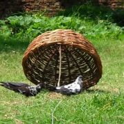 How to Catch a Pigeon or a Bird in a Trap