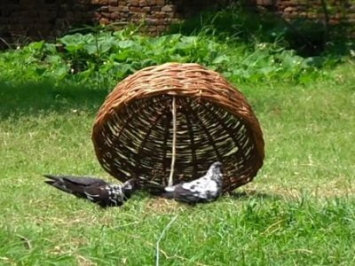 How to Catch a Pigeon or a Bird in a Trap