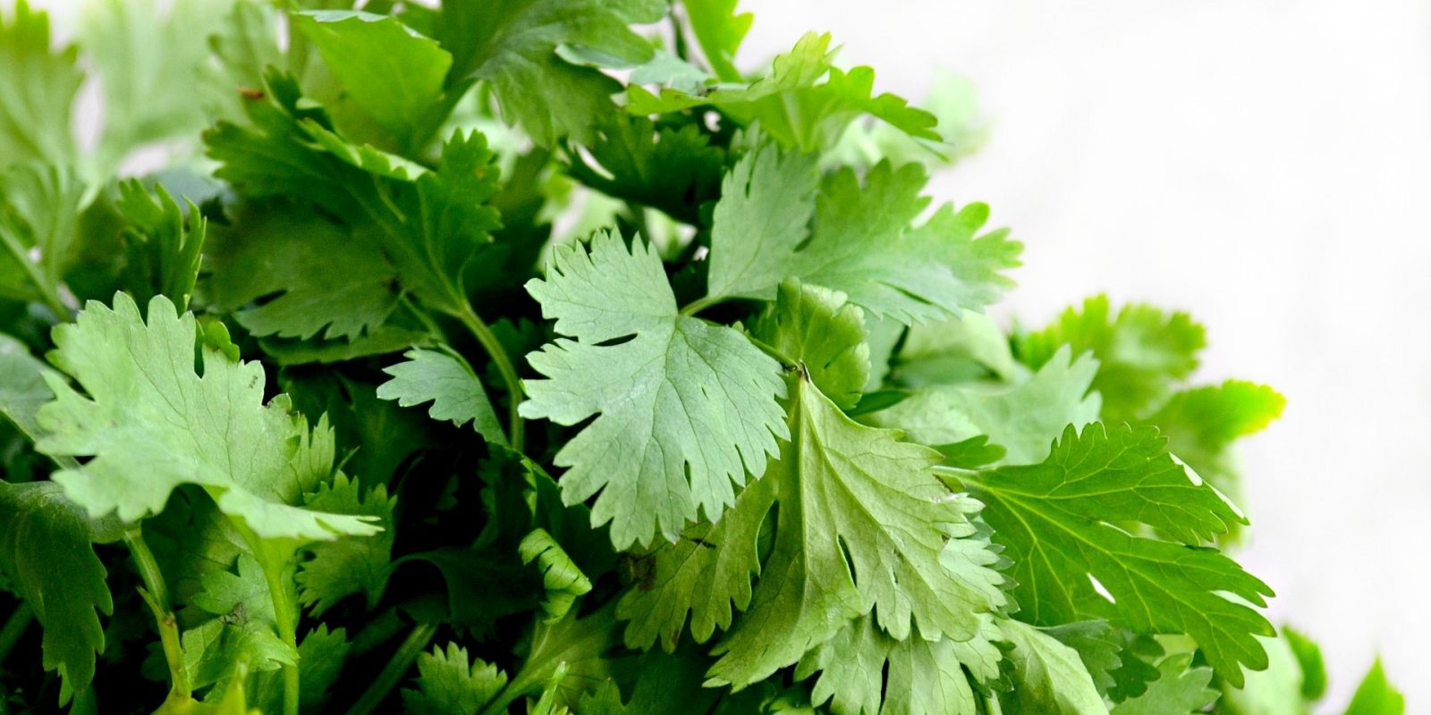 How to Grow Cilantro/Coriander? Organize With Sandy