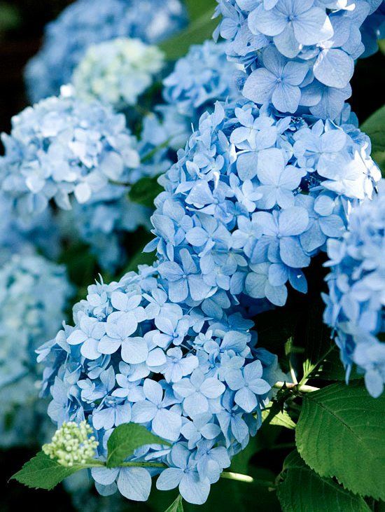 Hydrangea