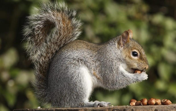 Is It Safe to Eat Urban Squirrels