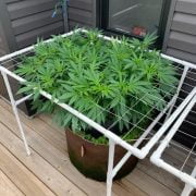 Is it bad to grow weed with Miracle-Gro