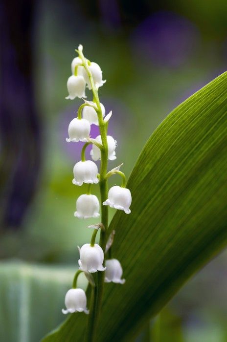 Lily of The Valley