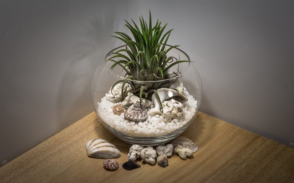 Do Terrariums Need Sunlight
