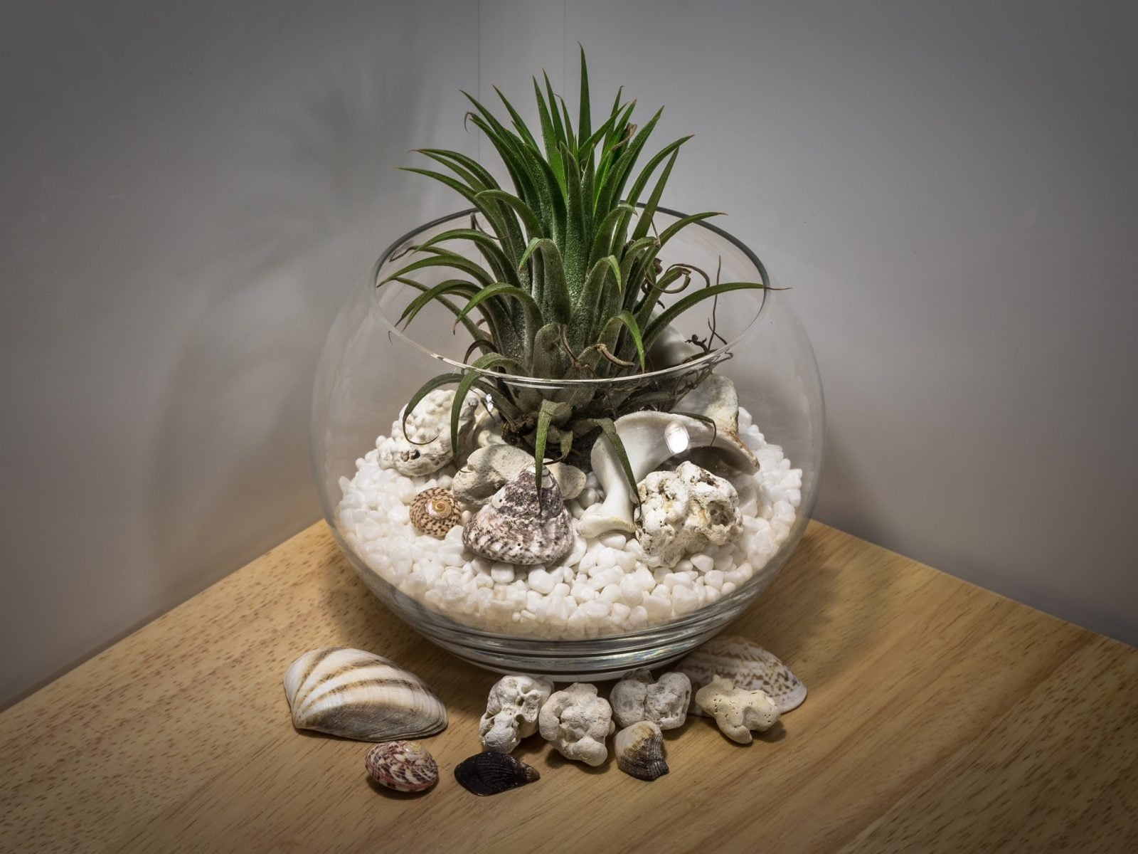 15 Of The Best Succulent Terrarium Ideas - Organize With Sandy