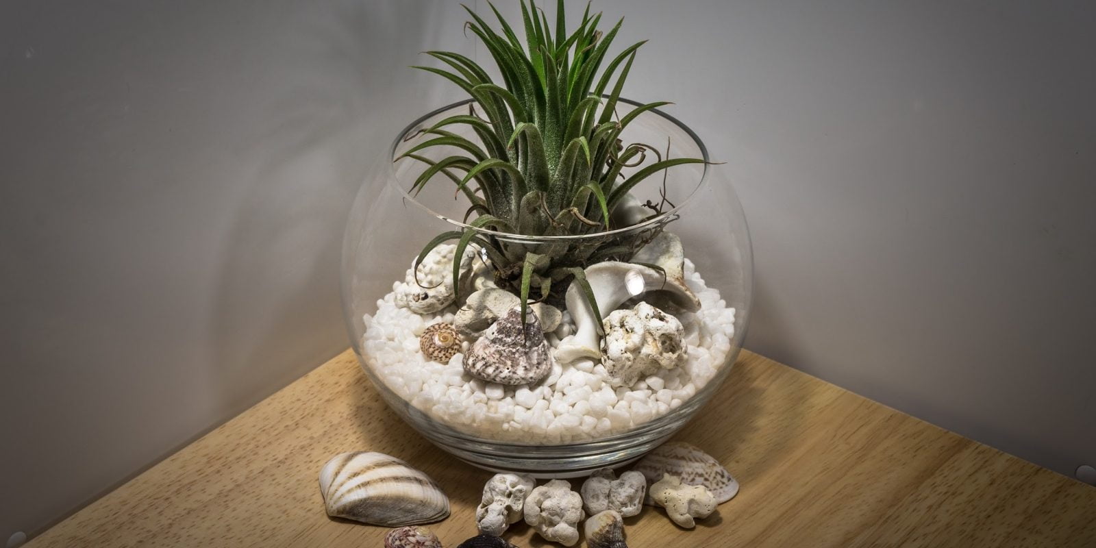 Low Light Terrarium Plant Collection 11 Easy Care Plants Organize