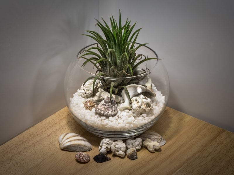 15 of the Best Succulent Terrarium Ideas - Organize With Sandy