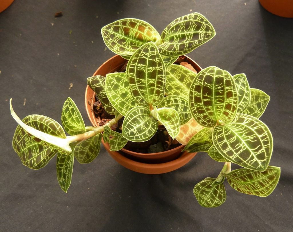 Macodes Petola (Lighting Jewel Orchid)