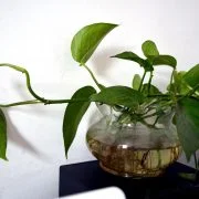 Make Your Indoor House Plants Thrive