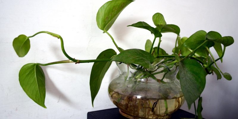 Make Your Indoor House Plants Thrive