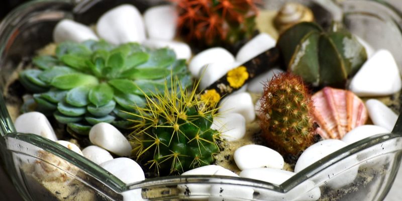 Make a Cactus Terrarium