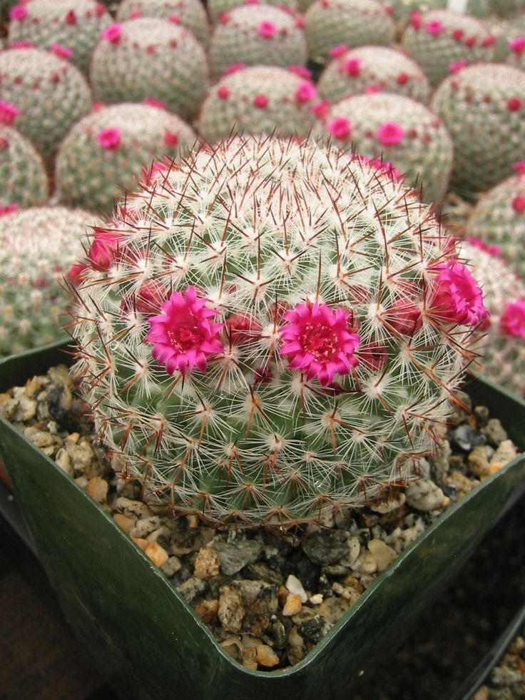 Mammilaria