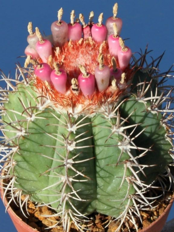 Melocactus