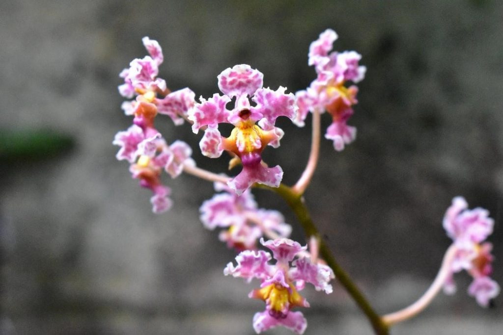 Miniature Orchids