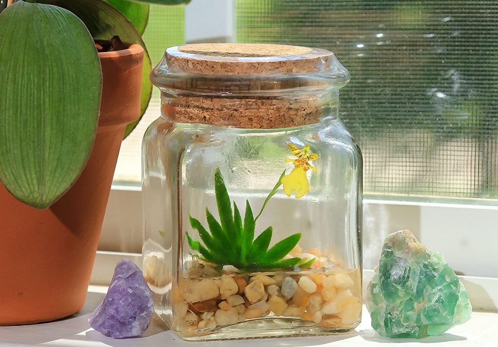 Miniature orchids for small terrariums