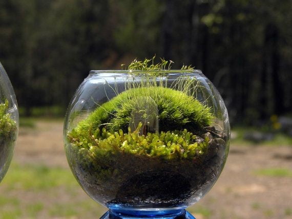 Mood moss for miniature terrariums