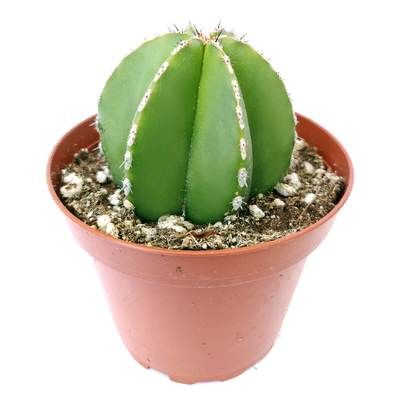 Pachycereus