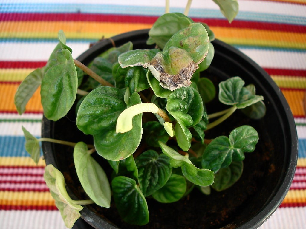 Peperomia Caperata (Ripple Peperomia)