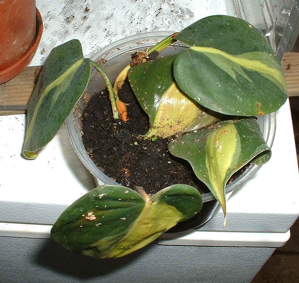 Philodendron Hederaceum (Brasil)