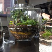 Plant Choices for Smaller Terrariums