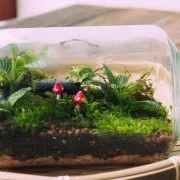 Plants That Can Thrive in a Small Closed Terrarium