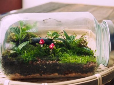 Plants That Can Thrive in a Small Closed Terrarium