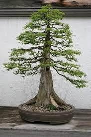 Pruned sequoia bonsai will look like