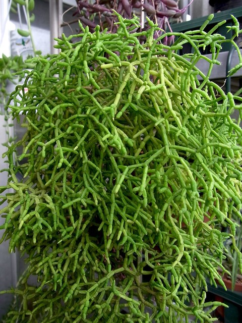 Rhipsalis Species (Mistletoe Cactus)