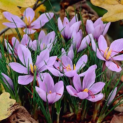 Saffron Crocus