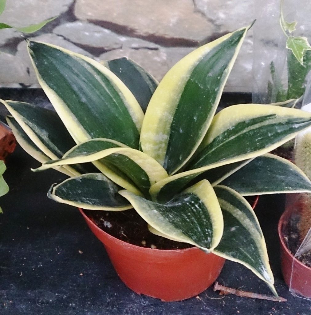 Sansevieria (Snake Plant)