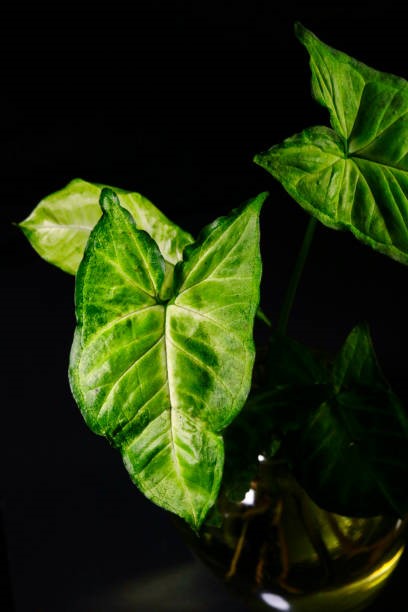 Syngonium Podophyllum (Arrowhead Plant)