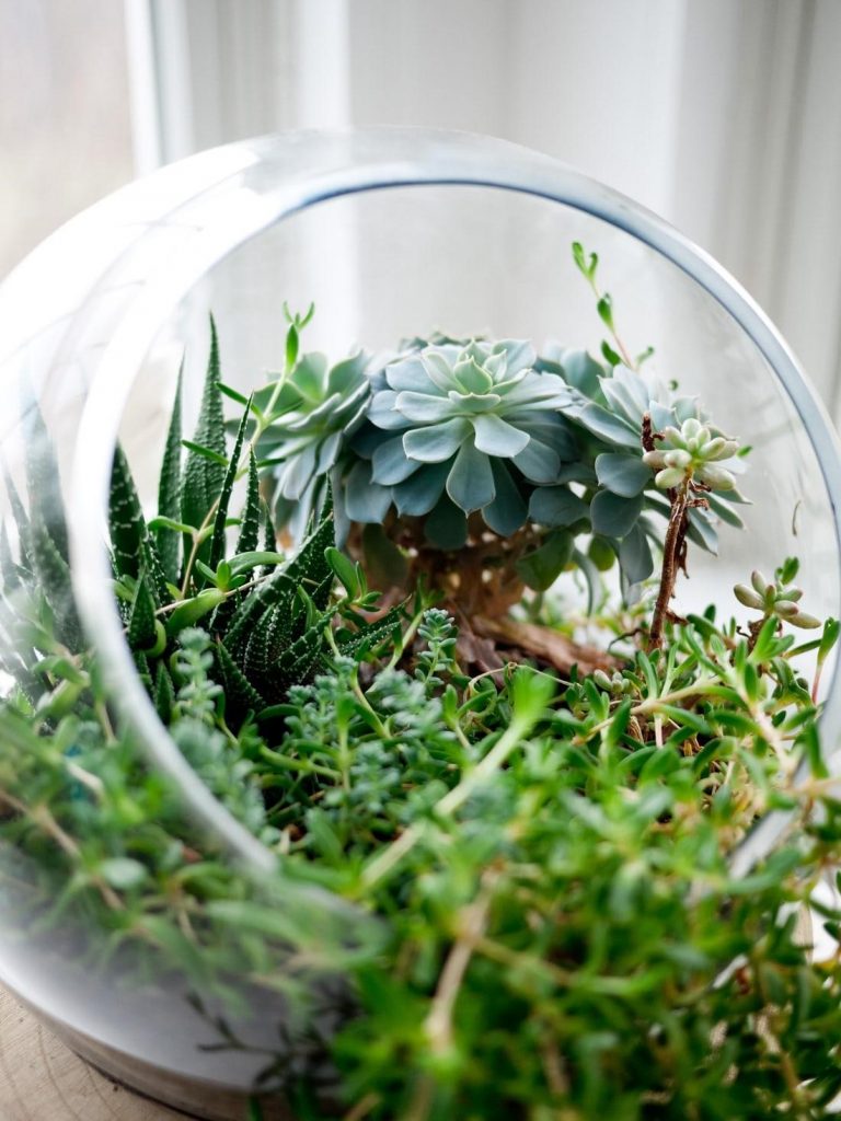 Terrarium Plants