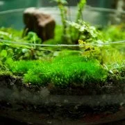The Best Micro Ferns and Mosses for a Small Terrarium