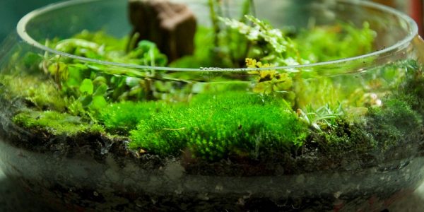 The Best Micro Ferns and Mosses for a Small Terrarium - Organize With Sandy