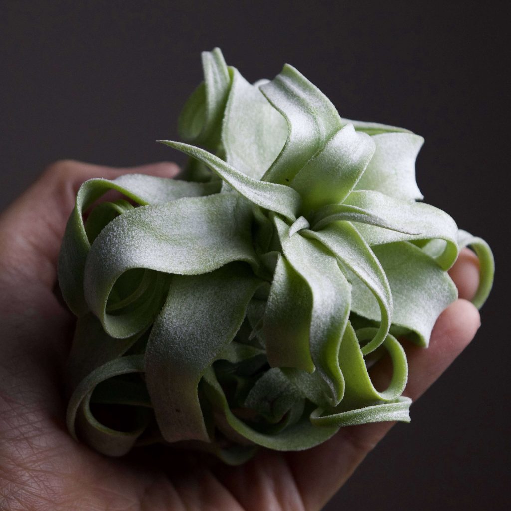 Tillandsia Streptophylla