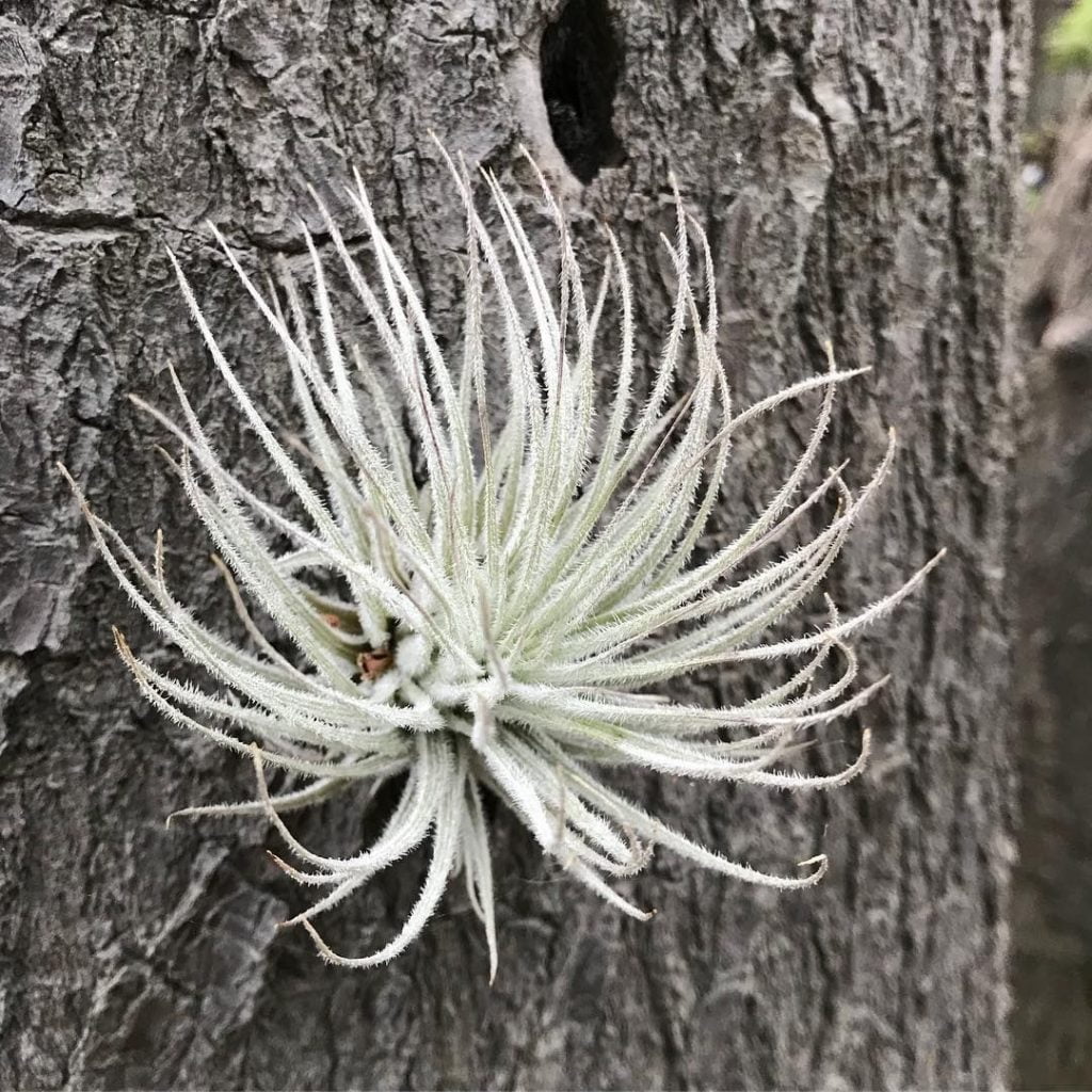 Tillandsia Tectorum