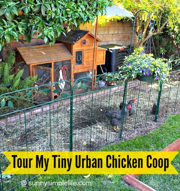 Urban Chicken Coop