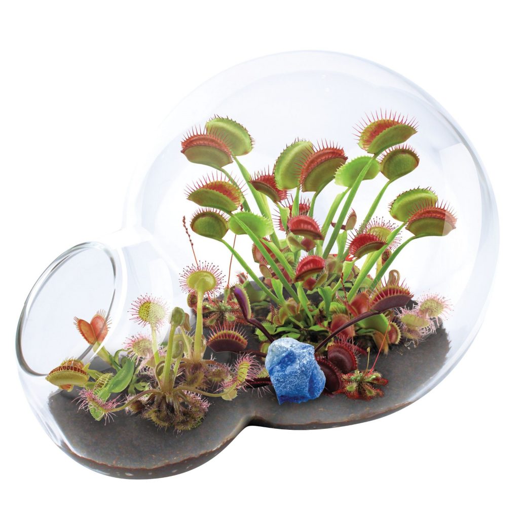 Venus flytrap for small terrariums