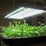 What Is a Grow Light and How to Use It