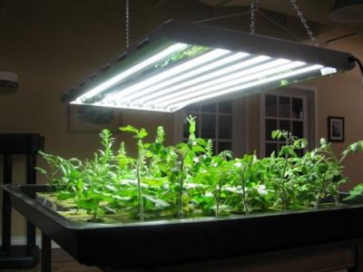 What Is a Grow Light and How to Use It