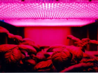 What Plants Grow in Fluorescent Light