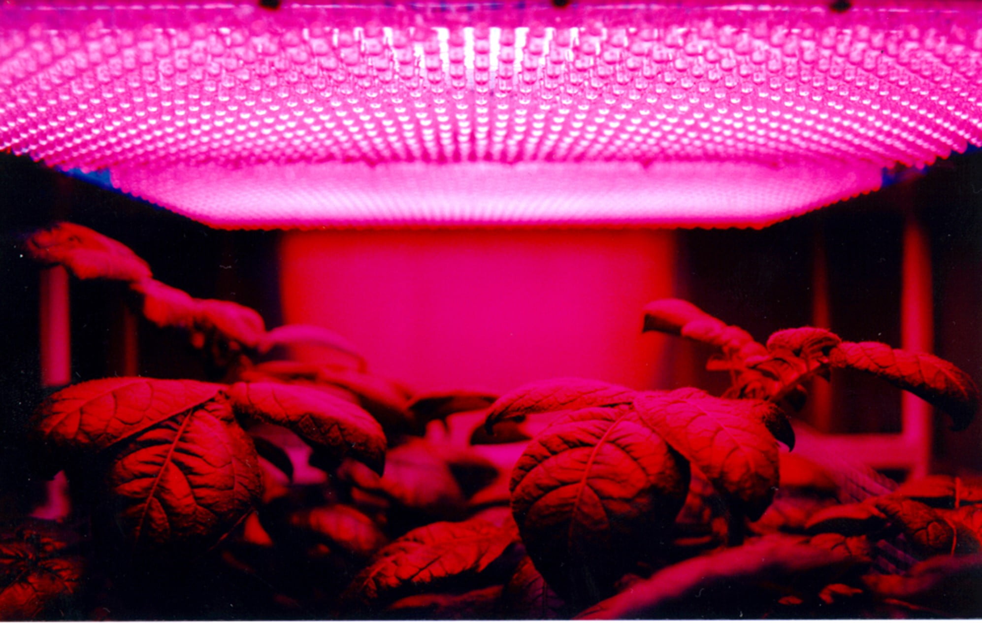 What Plants Grow in Fluorescent Light Organize With Sandy