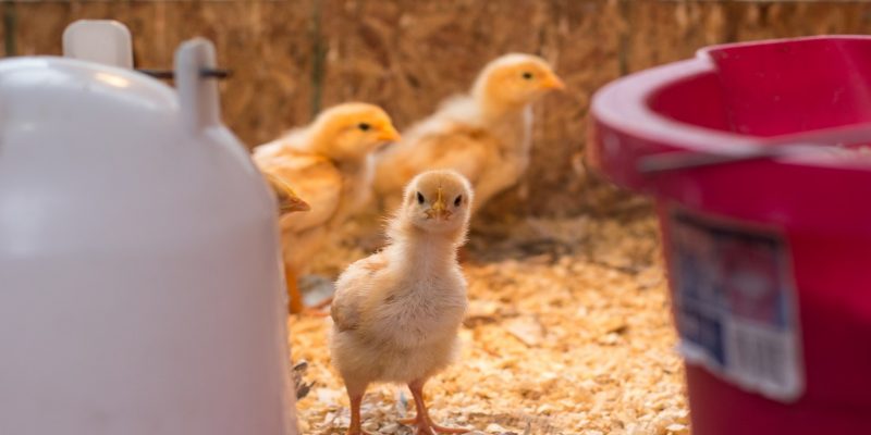 When To Move Chicks from Brooder to Chicken Coop